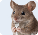 Mice Control