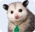 Opossum Control