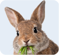 Rabbit Control