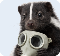 Skunk Control