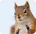 Squirrel Control